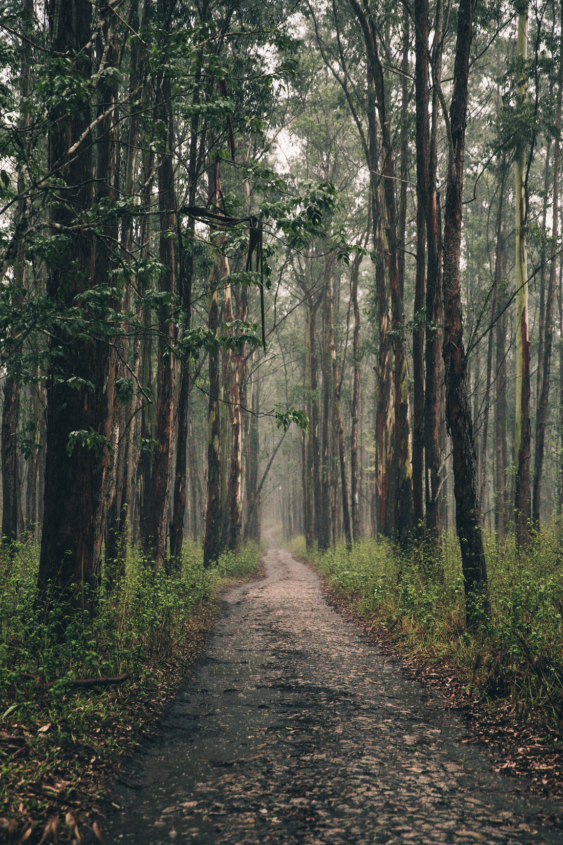 Ein ruhiger Waldweg mit hohen Bäumen